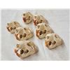 Image 5 : 7 Beaver Skulls Taxidermy