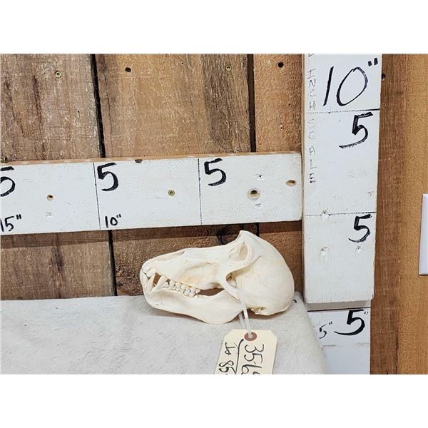 Baboon Skull Taxidermy