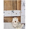 Image 2 : Baboon Skull Taxidermy