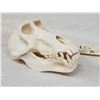 Image 3 : Baboon Skull Taxidermy