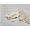 Image 4 : Baboon Skull Taxidermy