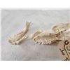 Image 5 : Baboon Skull Taxidermy