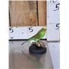 Image 2 : Green Budgie Parakeet Full Body Bird Taxidermy