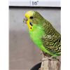 Image 4 : Green Budgie Parakeet Full Body Bird Taxidermy