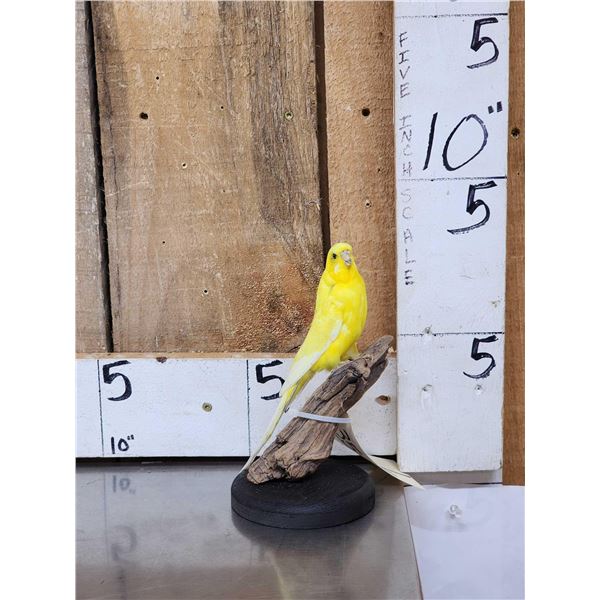 Yellow Budgie Parakeet Full Body Bird Taxidermy