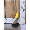 Image 1 : Yellow Budgie Parakeet Full Body Bird Taxidermy