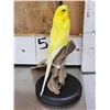 Image 3 : Yellow Budgie Parakeet Full Body Bird Taxidermy