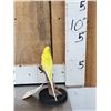 Image 4 : Yellow Budgie Parakeet Full Body Bird Taxidermy