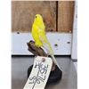Image 5 : Yellow Budgie Parakeet Full Body Bird Taxidermy