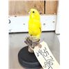 Image 6 : Yellow Budgie Parakeet Full Body Bird Taxidermy