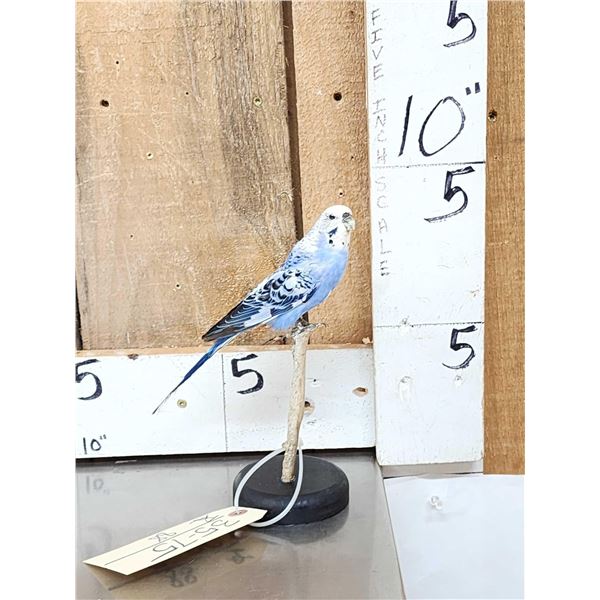 Blue Budgie Parakeet Full Body Bird Taxidermy