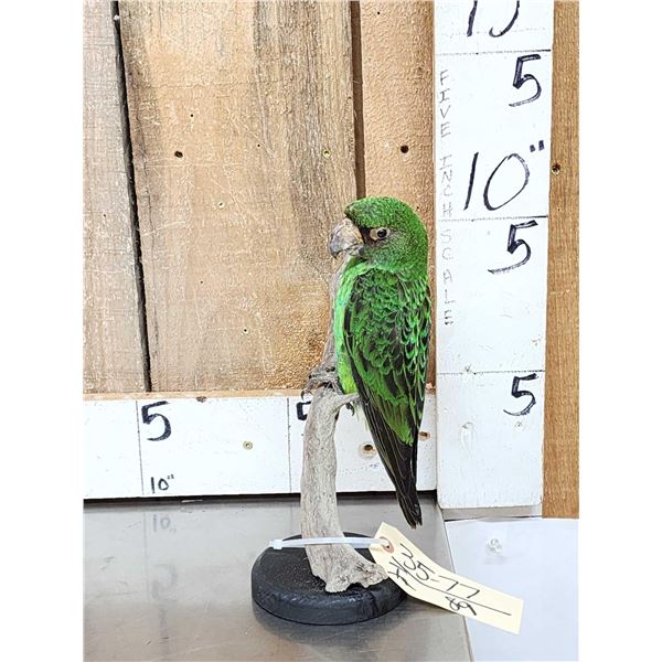 Juvenile Jardine's Parrot Full Body Bird Taxidermy