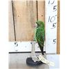 Image 1 : Juvenile Jardine's Parrot Full Body Bird Taxidermy