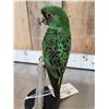 Image 3 : Juvenile Jardine's Parrot Full Body Bird Taxidermy