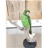 Image 4 : Juvenile Jardine's Parrot Full Body Bird Taxidermy