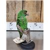 Image 5 : Juvenile Jardine's Parrot Full Body Bird Taxidermy