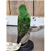 Image 6 : Juvenile Jardine's Parrot Full Body Bird Taxidermy
