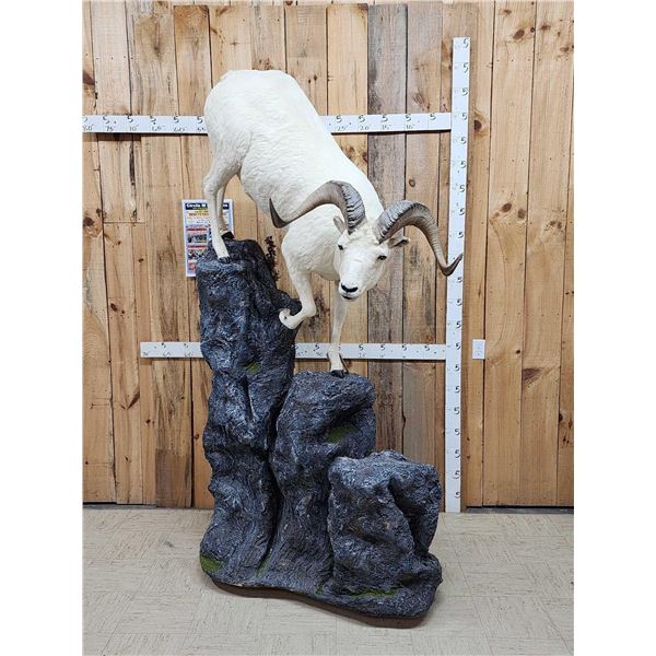Beautiful Alaskan Dall Sheep Climbing Down A Rock Full Body Taxidermy Mount