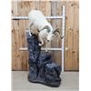 Image 1 : Beautiful Alaskan Dall Sheep Climbing Down A Rock Full Body Taxidermy Mount