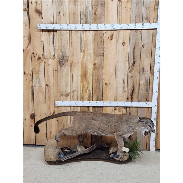 Mountain Lion Cougar Full Body Taxidermy Mount