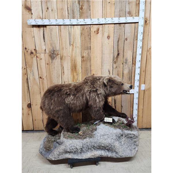 Alaskan Grizzly Bear Full Body Taxidermy Mount