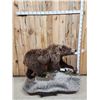 Image 1 : Alaskan Grizzly Bear Full Body Taxidermy Mount