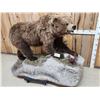 Image 2 : Alaskan Grizzly Bear Full Body Taxidermy Mount