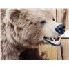 Image 3 : Alaskan Grizzly Bear Full Body Taxidermy Mount