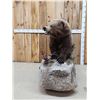 Image 4 : Alaskan Grizzly Bear Full Body Taxidermy Mount