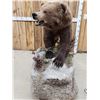 Image 5 : Alaskan Grizzly Bear Full Body Taxidermy Mount