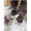 Image 6 : Alaskan Grizzly Bear Full Body Taxidermy Mount