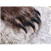 Image 7 : Alaskan Grizzly Bear Full Body Taxidermy Mount