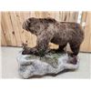Image 8 : Alaskan Grizzly Bear Full Body Taxidermy Mount