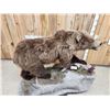Image 9 : Alaskan Grizzly Bear Full Body Taxidermy Mount