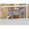 Image 1 : 100% Reproduction Cheetah Full Body Taxidermy Mount