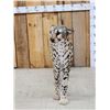 Image 3 : 100% Reproduction Cheetah Full Body Taxidermy Mount