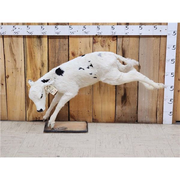 Holstein Calf At Play Full Body Taxidermy Mount