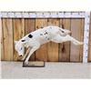 Image 1 : Holstein Calf At Play Full Body Taxidermy Mount