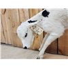 Image 2 : Holstein Calf At Play Full Body Taxidermy Mount