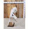 Image 3 : Holstein Calf At Play Full Body Taxidermy Mount