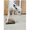 Image 4 : Holstein Calf At Play Full Body Taxidermy Mount