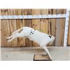 Image 5 : Holstein Calf At Play Full Body Taxidermy Mount