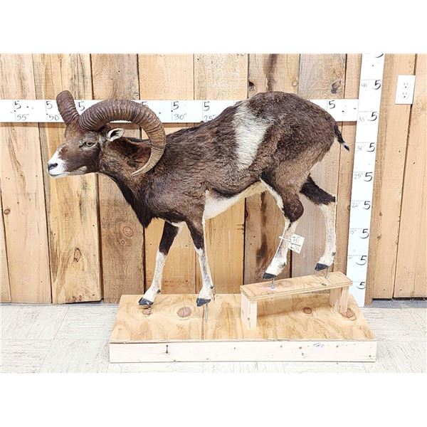 Mouflon Cross Ram Sheep Full Body Taxidermy Mount