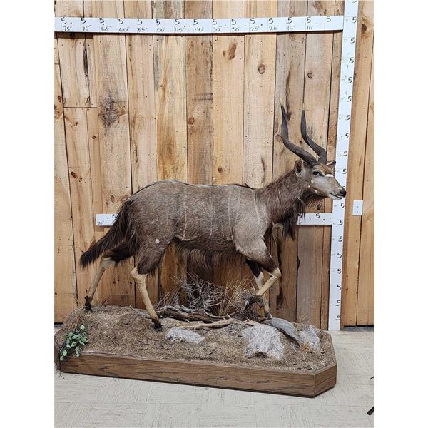African Nyala Full Body Taxidermy Mount