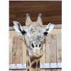 Image 2 : Gorgeous Giraffe Floor Pedestal Taxidermy Mount