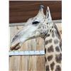 Image 6 : Gorgeous Giraffe Floor Pedestal Taxidermy Mount