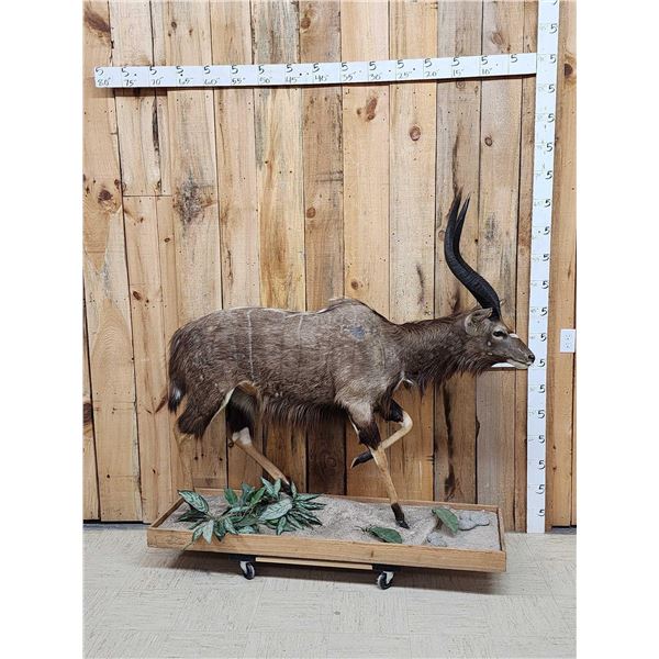 African Nyala Full Body Taxidermy Mount
