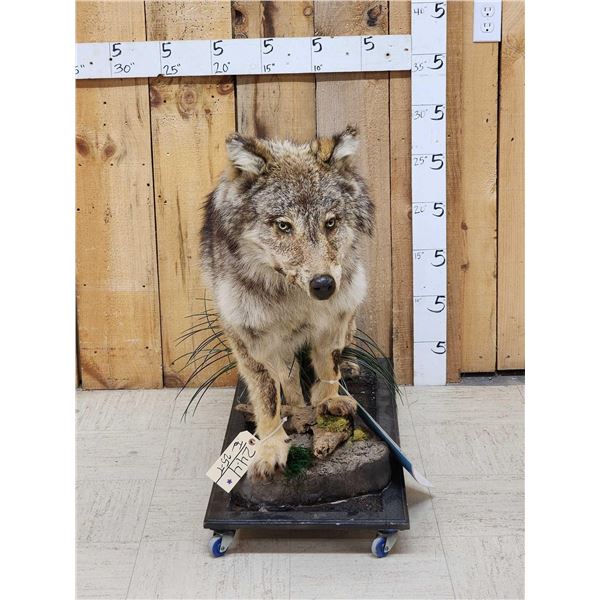 Alaskan Wolf Full Body Taxidermy Mount