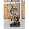 Image 1 : Alaskan Wolf Full Body Taxidermy Mount