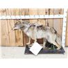 Image 2 : Alaskan Wolf Full Body Taxidermy Mount